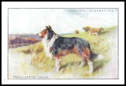 1 Rough Coated Collie